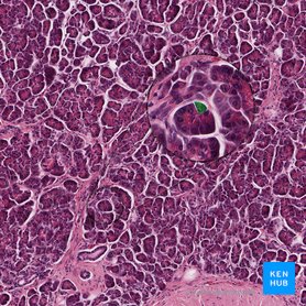 Pancreatic acinar cell (Pancreatocytus exocrinus); Image: 