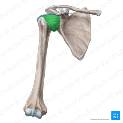 Glenohumeral ligaments (Ligamenta glenohumeralia); Image: Yousun Koh