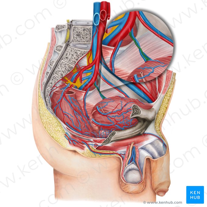 Left inferior vesical artery (Arteria vesicalis inferior sinistra); Image: Irina Münstermann