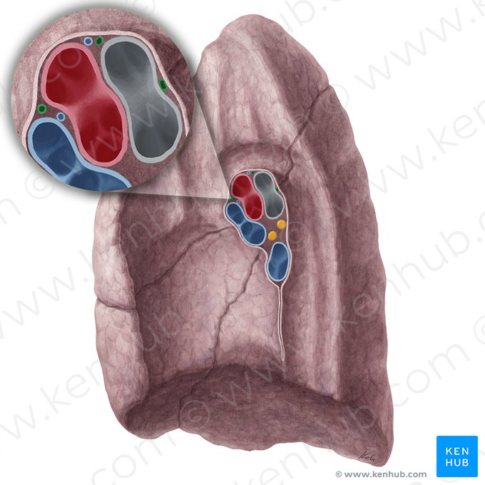 Arteriae bronchiales pulmonis dextri (Bronchialarterien der rechten Lunge); Bild: Yousun Koh