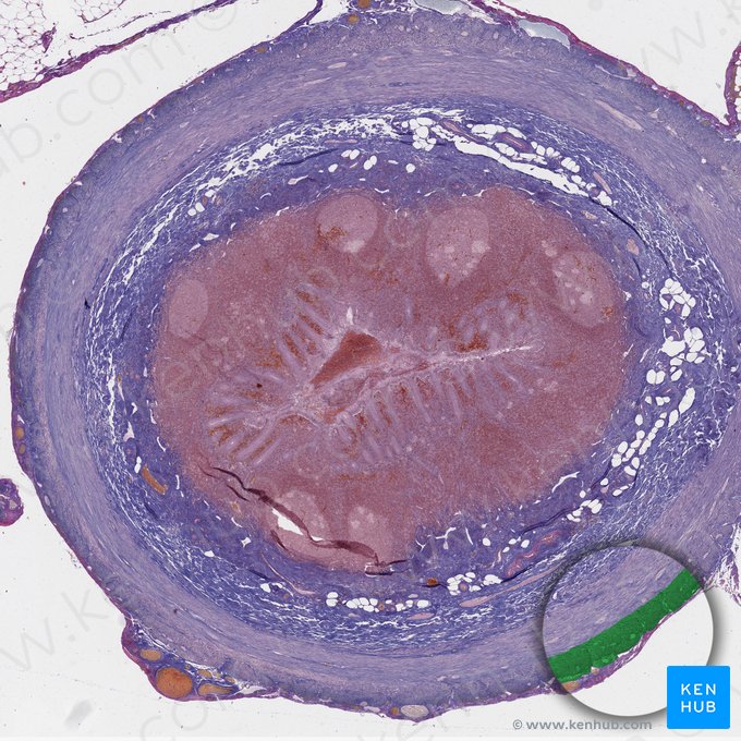 Stratum longitudinale externus tunicae muscularis (Äußere Längsmuskelschicht der Tunica muscularis); Bild: 