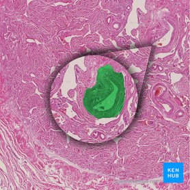 Artéria helicina do pênis (Arteria helicina penis); Imagem: 