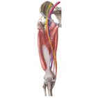 Lower limb arteries and nerves