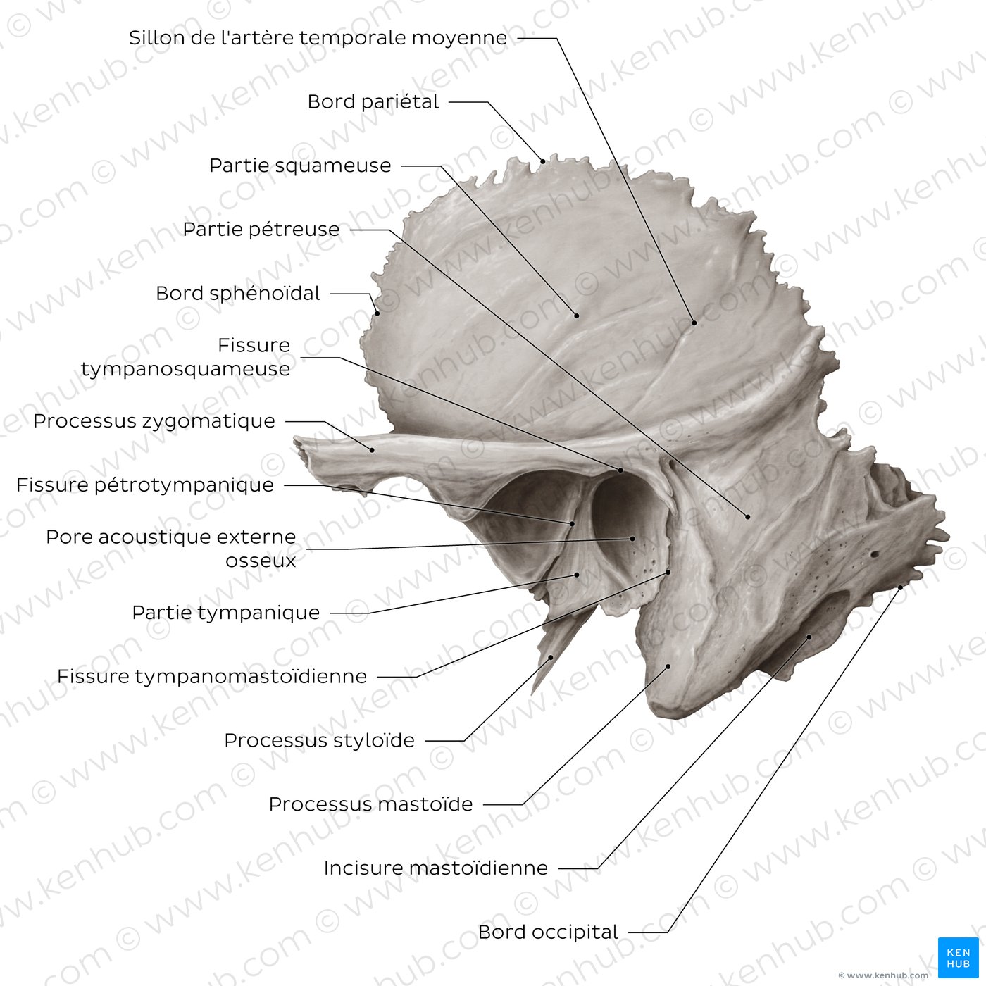 Temporal bone (lateral view)