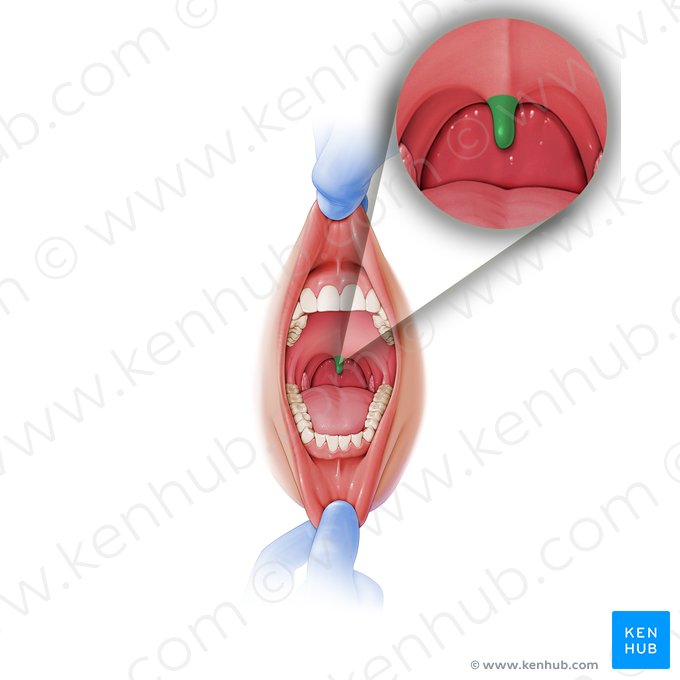 Uvula palatina (Gaumenzäpfchen); Bild: Paul Kim