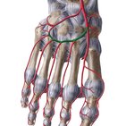 Arcuate artery of the foot