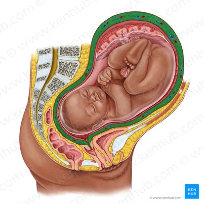 Myometrium (Muskelschicht der Gebärmutter); Bild: Irina Münstermann