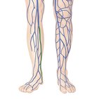 Posterior tibial vein