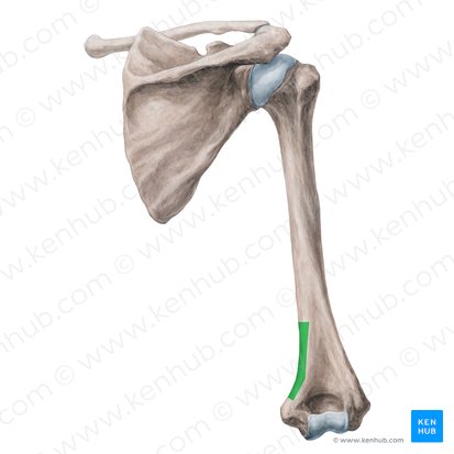 Medial supracondylar ridge of humerus (Crista supracondylaris medialis humeri); Image: Yousun Koh