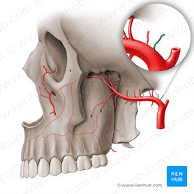 Deep auricular artery (Arteria auricularis profunda); Image: Paul Kim