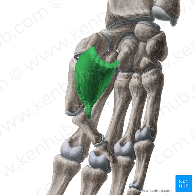 Músculo flexor curto do polegar (Musculus flexor pollicis brevis); Imagem: Yousun Koh