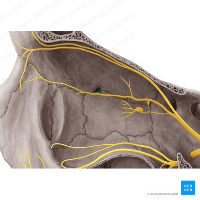 Nervio etmoidal anterior (Nervus ethmoidalis anterior); Imagen: Yousun Koh