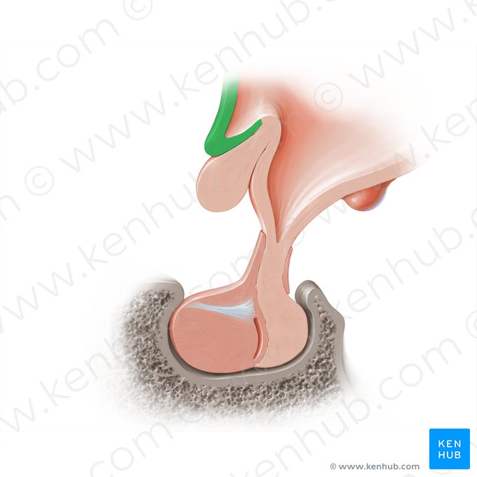 Lâmina terminal (Lamina terminalis); Imagem: Paul Kim