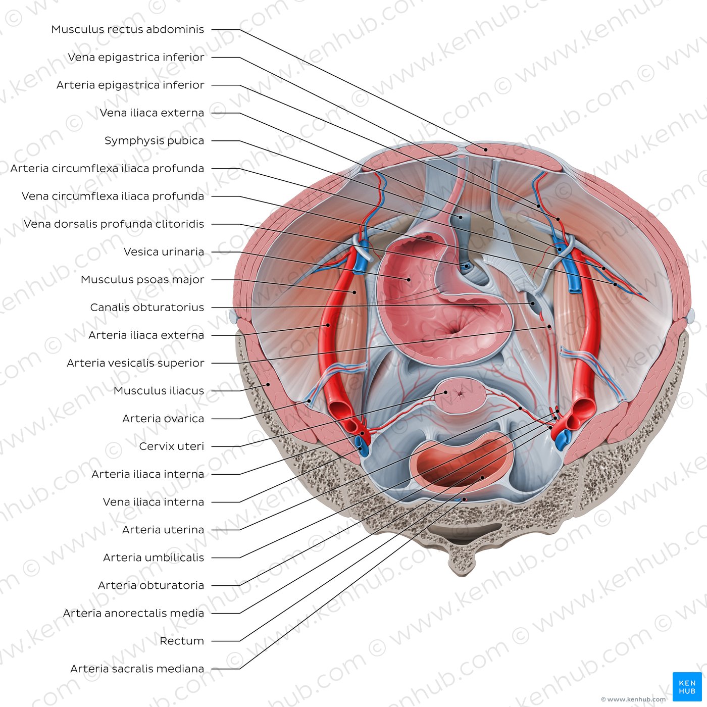 Iliopsoas relations to abdominopelvic organs (superior view)