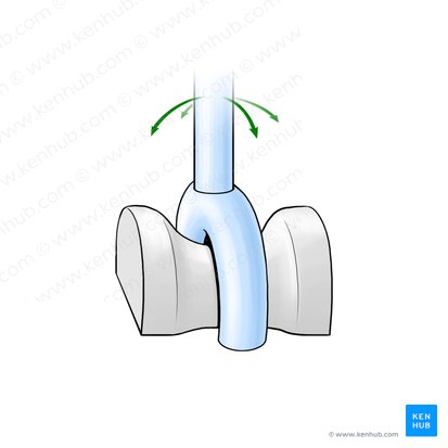 Saddle joint (Articulatio sellaris); Image: Paul Kim
