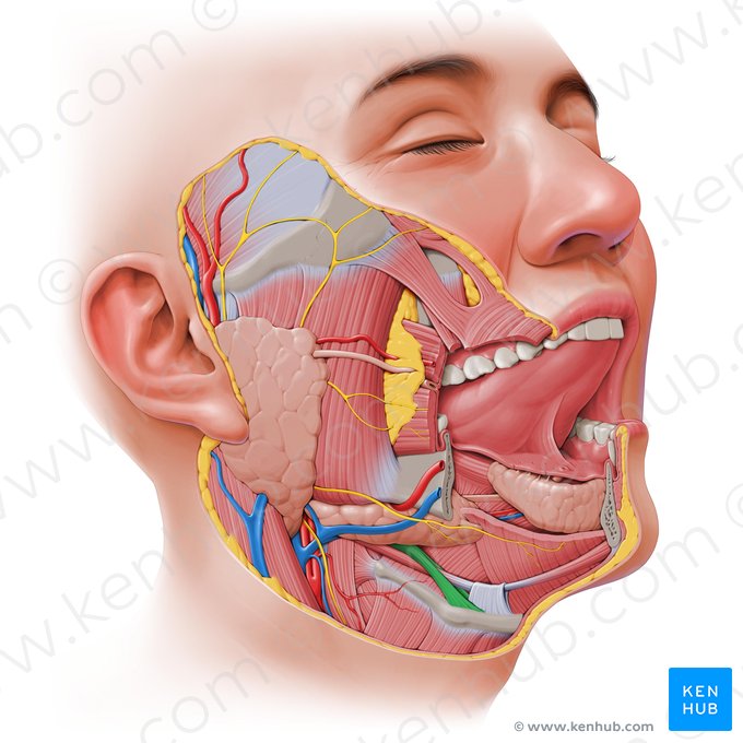 Músculo estilo-hióideo (Musculus stylohyoideus); Imagem: Paul Kim