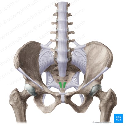 Anterior sacrococcygeal ligament (Ligamentum sacrococcygeum anterius); Image: Liene Znotina