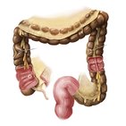 Large intestine