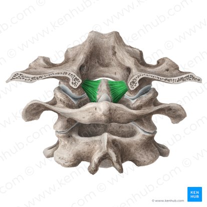 Ligamento alar (Ligamentum alare); Imagen: Liene Znotina