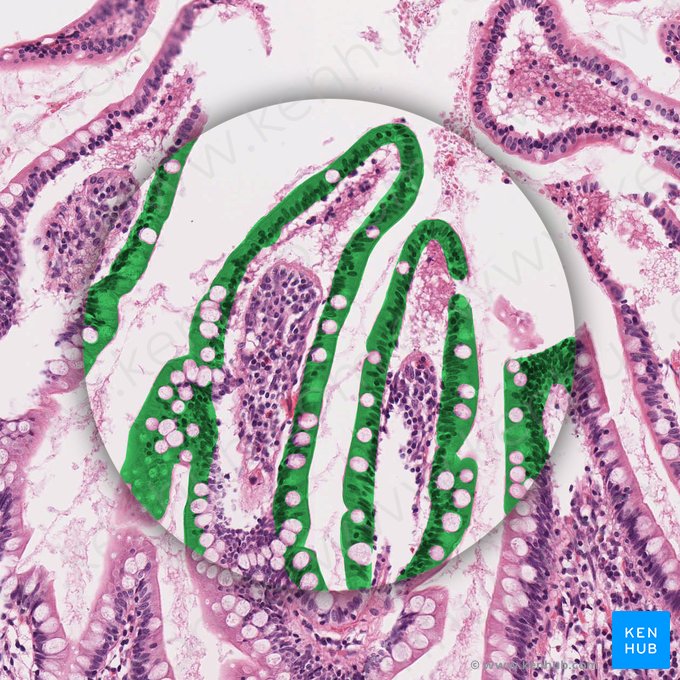 Epitélio colunar simples (com borda em escova) (Epithelium simplex columnare microvillosum); Imagem: 