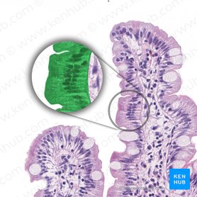 Simple columnar epithelium (with striated border) (Epithelium simplex columnare microvillosum); Image: 