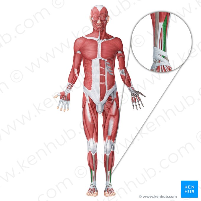 Músculo extensor largo de los dedos (Musculus extensor digitorum longus); Imagen: Irina Münstermann