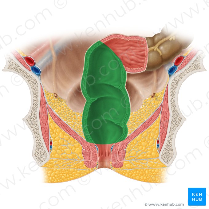 Rectum; Image : Samantha Zimmerman