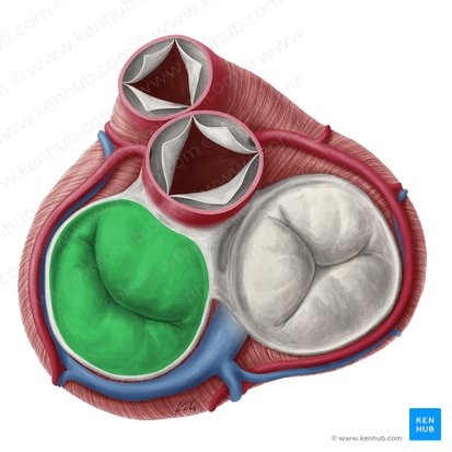 Left atrioventricular valve (Valva atrioventricularis sinistra); Image: Yousun Koh