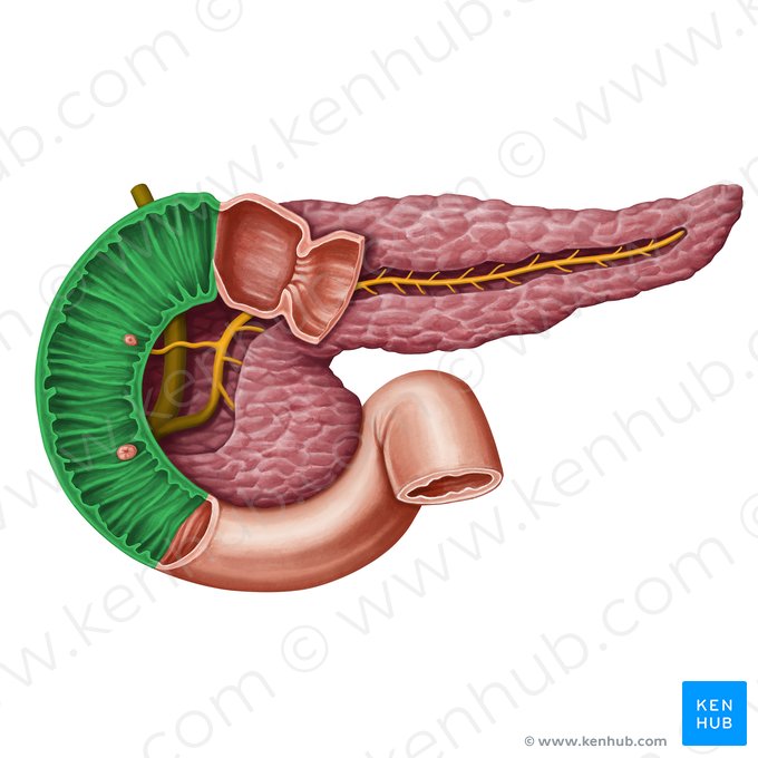 Descending part of duodenum (Pars descendens duodeni); Image: Irina Münstermann