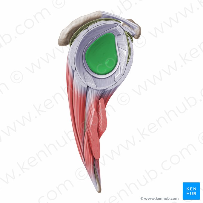 Cavidade glenoide da escápula (Fossa glenoidalis scapulae); Imagem: Paul Kim