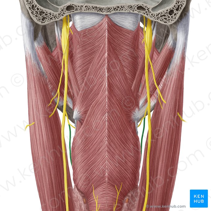 Ramo externo do nervo laríngeo superior (Ramus externus nervi laryngei superioris); Imagem: Yousun Koh