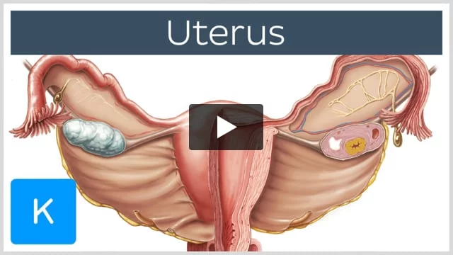 Uterus: Anatomy, blood supply, histology, functions