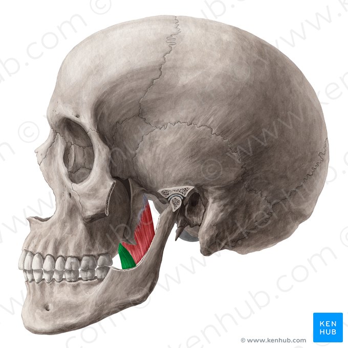 Superficial head of medial pterygoid muscle (Caput superficialis musculi pterygoidei medialis); Image: Yousun Koh