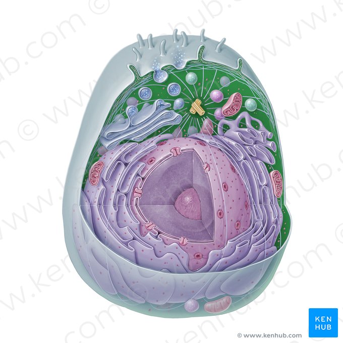 Cytoplasm (Cytoplasma); Image: Paul Kim