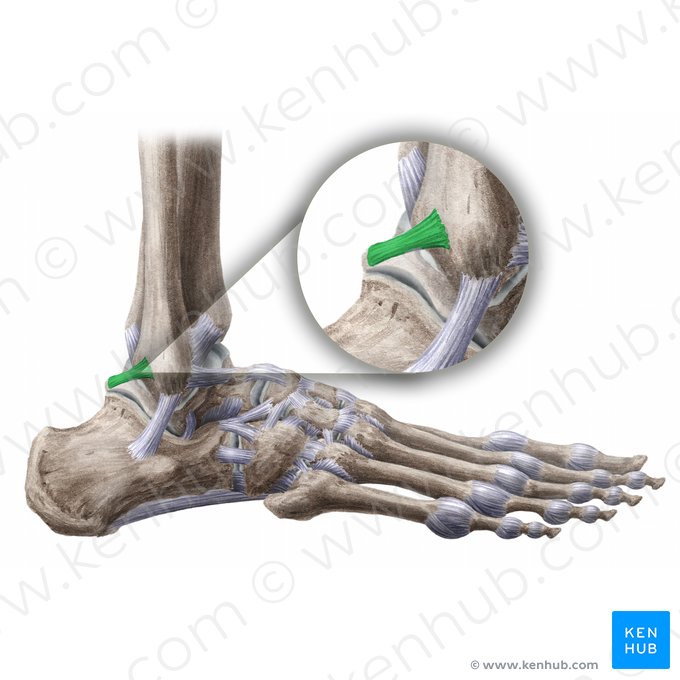 Ligamento talofibular posterior (Ligamentum talofibulare posterius); Imagem: Paul Kim