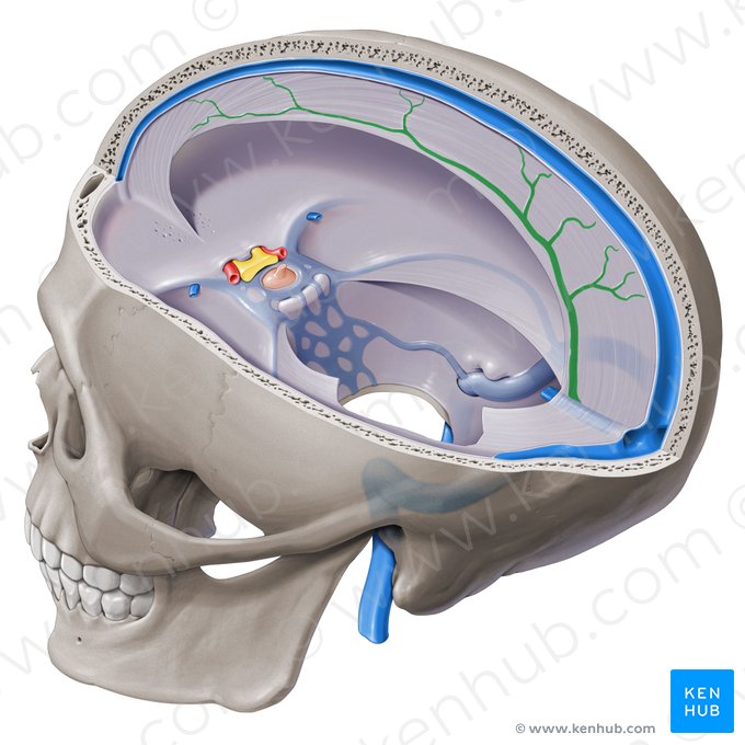 Inferior sagittal sinus (Sinus sagittalis inferior); Image: Paul Kim