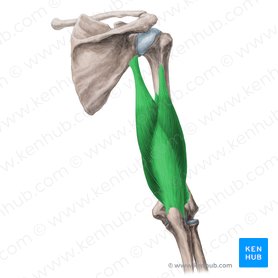 Músculo tríceps braquial (Musculus triceps brachii); Imagen: Yousun Koh