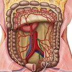 Arteria mesenterica inferior