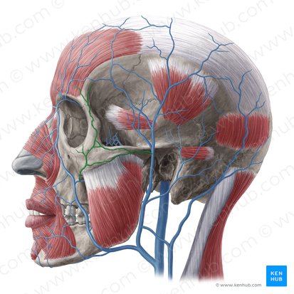 Transverse facial vein (Vena transversa faciei); Image: Yousun Koh