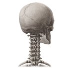 Anatomie du crâne
