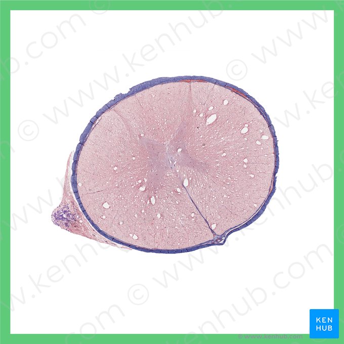 Médula espinal torácica (Medulla spinalis thoracis); Imagen: 