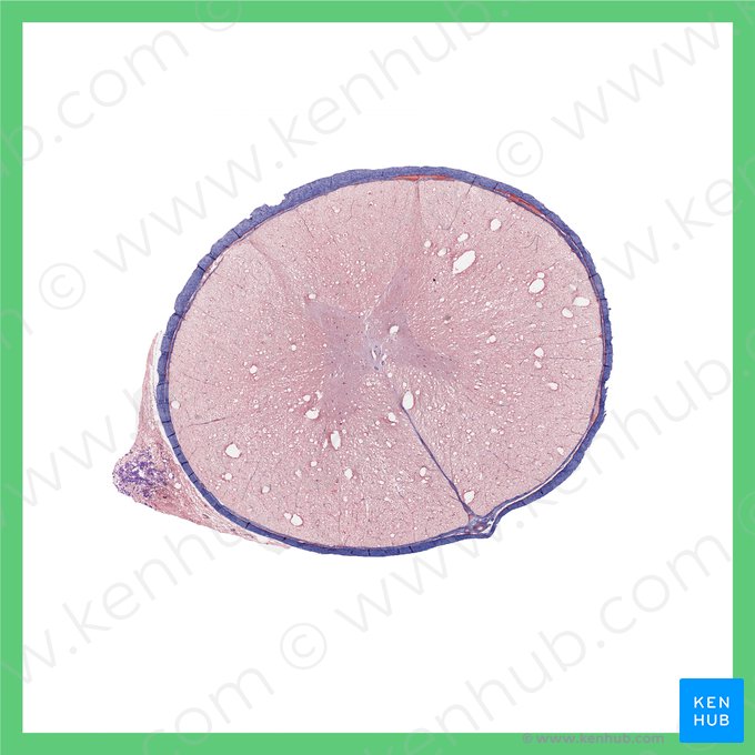 Thoracic spinal cord (Medulla spinalis thoracis); Image: 