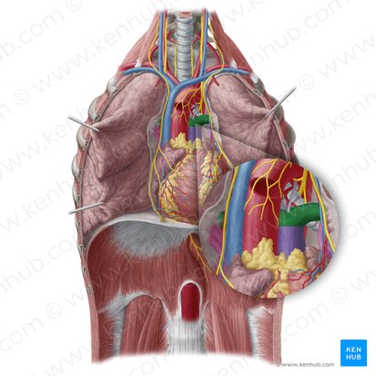 Arteria pulmonar (Arteria pulmonalis); Imagen: Yousun Koh