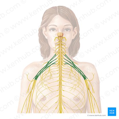 Plexus brachialis (Armgeflecht); Bild: Begoña Rodriguez