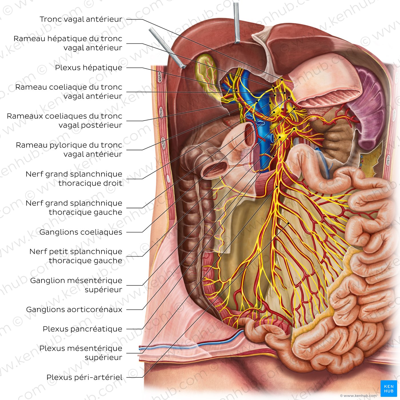 Innervation of the small intestine