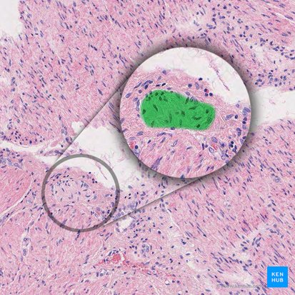 Myenteric plexus (of Auerbach) (Plexus myentericus); Image: 