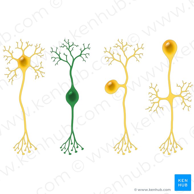 Bipolar neuron (Neuron bipolare); Image: Paul Kim