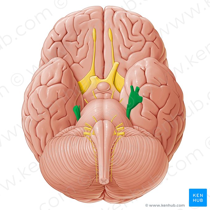 Nervo trigêmeo (Nervus trigeminus); Imagem: Paul Kim