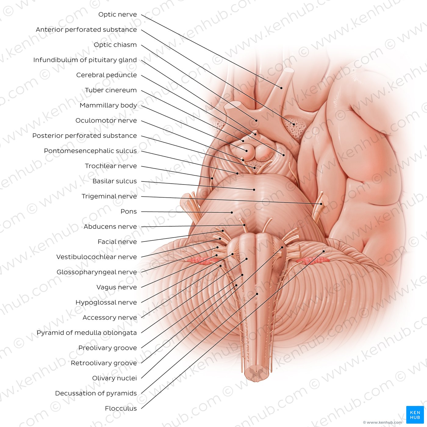 Anterior view of the brainstem