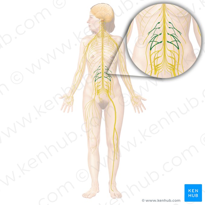 Lumbar plexus (Plexus lumbalis); Image: Begoña Rodriguez